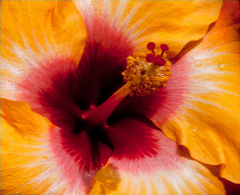 Rcc  gleaming hibiscus